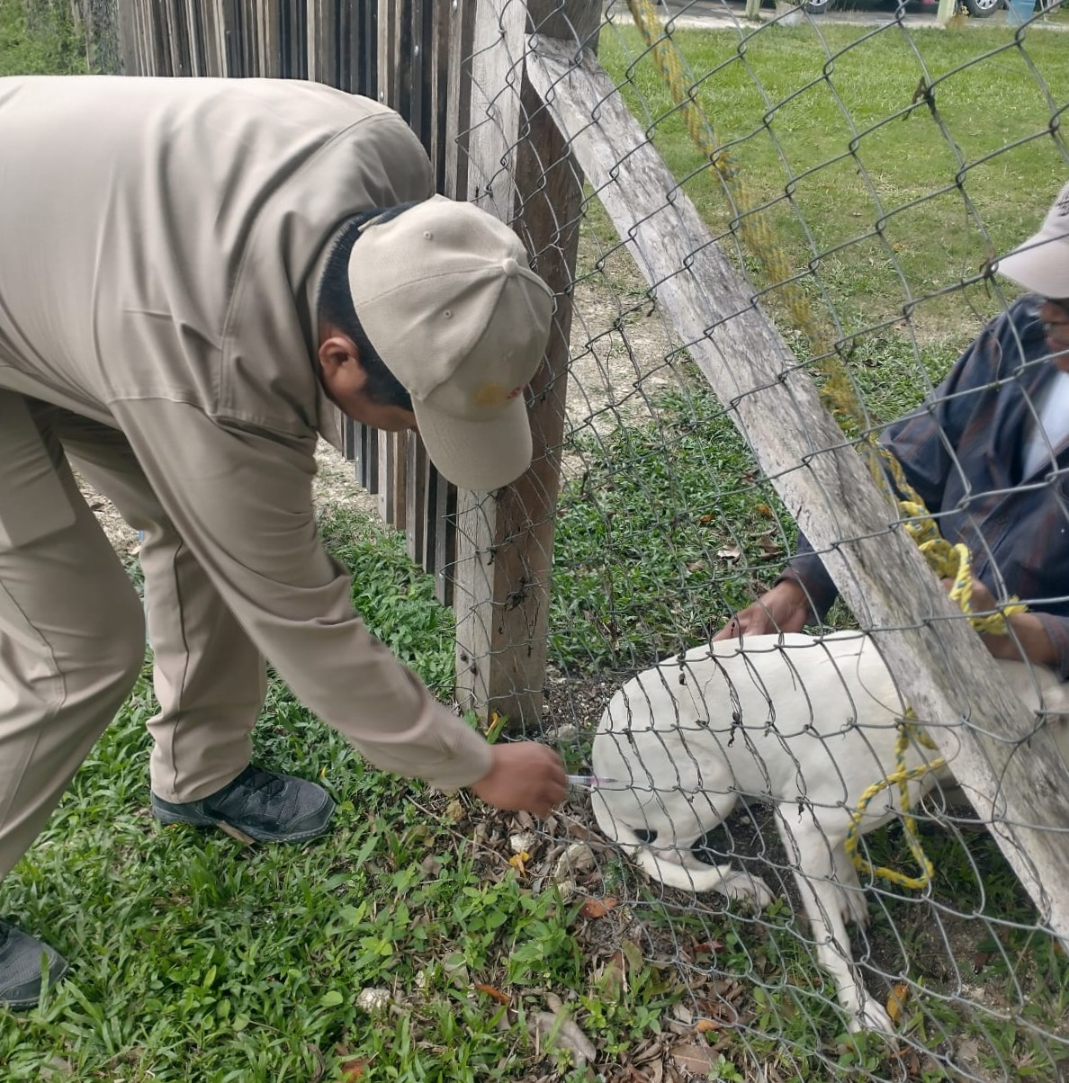 Previenen nuevos casos de rabia: vacunarán gratis a perros y gatos en Campeche este viernes Previenen nuevos casos de rabia: vacunarán gratis a perros y gatos en Campeche este viernes