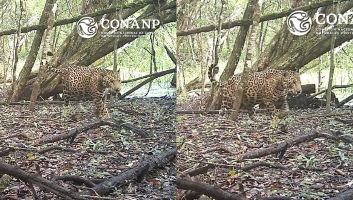 La gestación de las jaguares tiene una duración aproximada de 100 días La gestación de las jaguares tiene una duración aproximada de 100 días