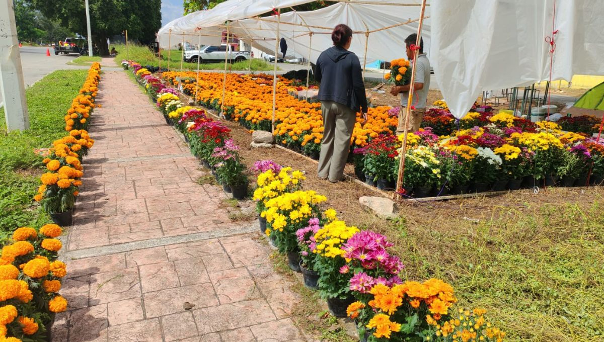Las ventas de flor de Cempasúchil se mantienen bajas en Chetumal Las ventas de flor de Cempasúchil se mantienen bajas en Chetumal