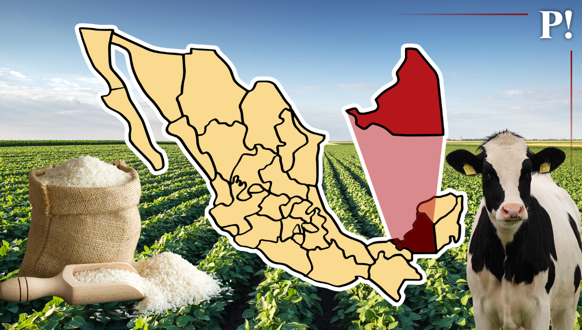 Campeche inicia cosecha de arroz con 30 mil hectáreas sembradas
