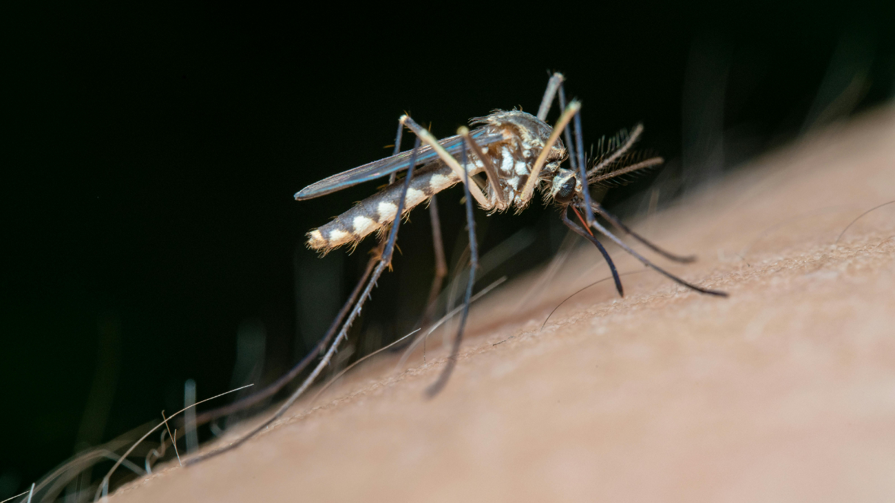 El silencio epidemiológico se rompió en agosto, cuando Yucatán reportó una defunción bajo sospecha de dengue en la semana 34