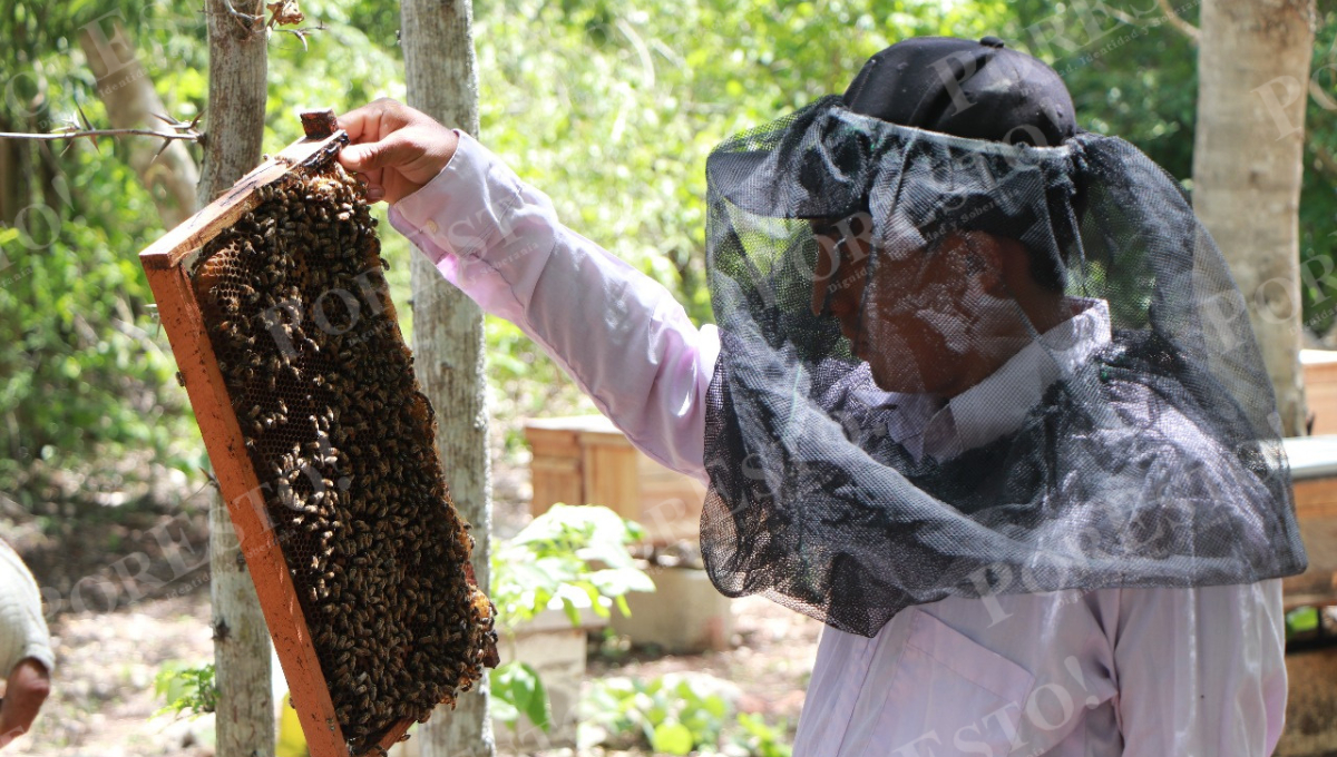 La Secretaría de Salud reporta 86 ataques de abejas en lo que va del año, seis más que en 2024. La Secretaría de Salud reporta 86 ataques de abejas en lo que va del año, seis más que en 2024.