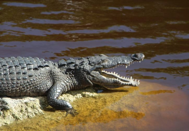Larry, el caimán, la estrella caribeña que roba miradas Larry, el caimán, la estrella caribeña que roba miradas