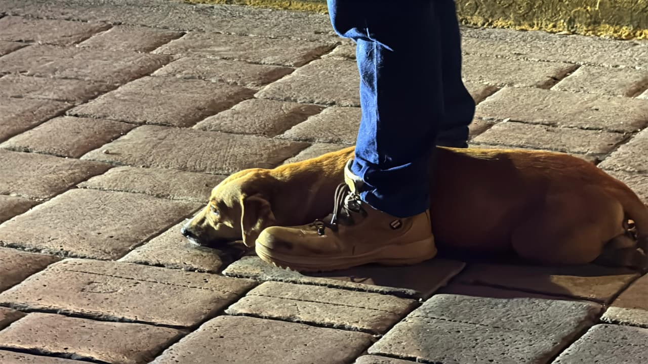 Una rescatista animalista llegó al lugar y trasladó al animal para su atención médica. Una rescatista animalista llegó al lugar y trasladó al animal para su atención médica.