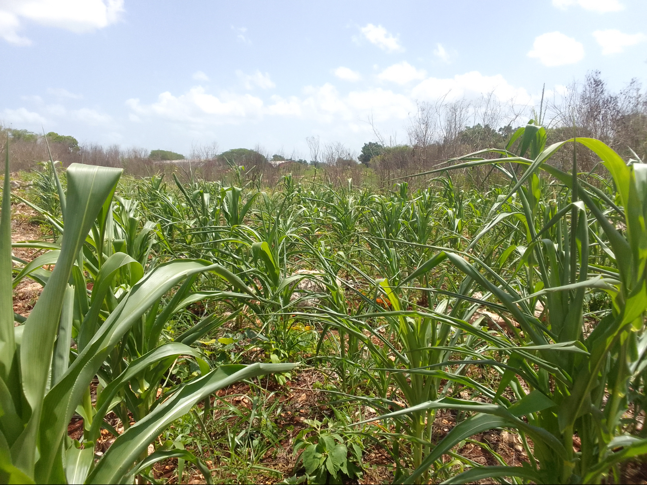 Campesinos dedicados a la siembra del maíz temen que los mamíferos acaben con la cosecha Campesinos dedicados a la siembra del maíz temen que los mamíferos acaben con la cosecha