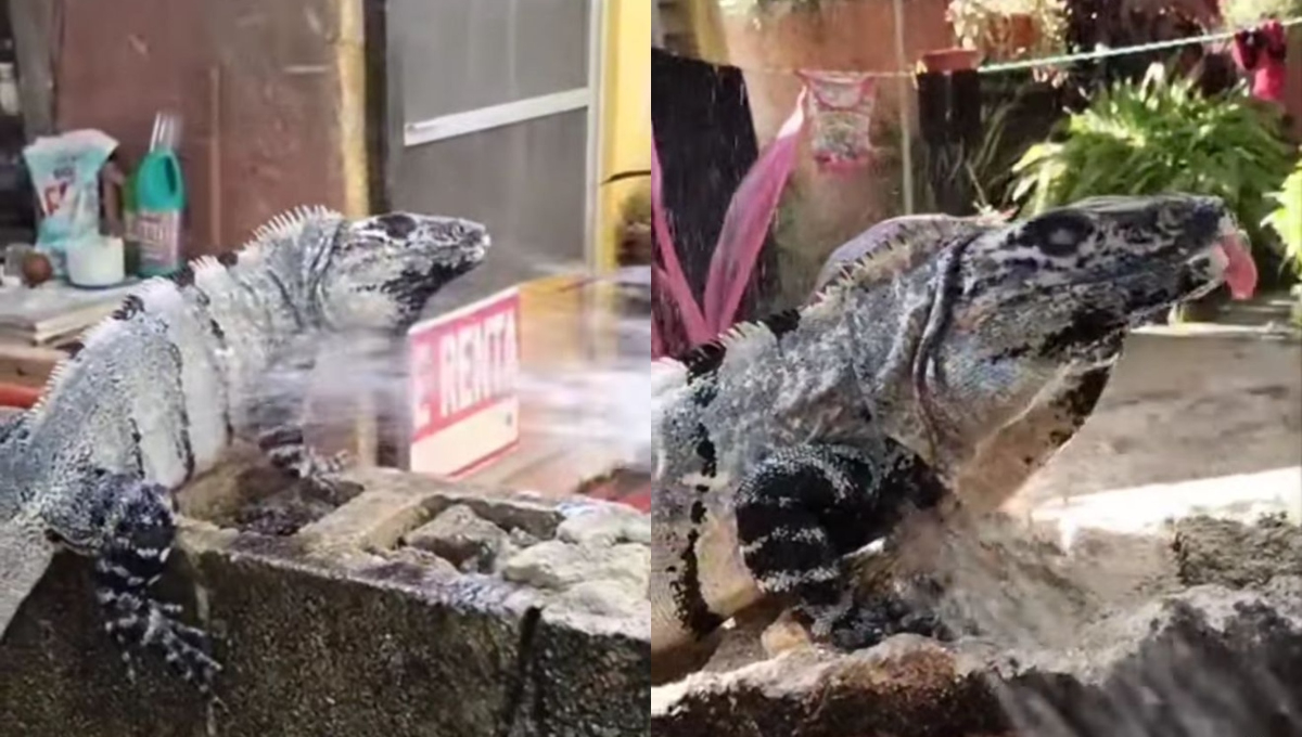 Las iguanas requieren de  termorregular su cuerpo exponiéndose al sol para poder sobrevivir Las iguanas requieren de  termorregular su cuerpo exponiéndose al sol para poder sobrevivir
