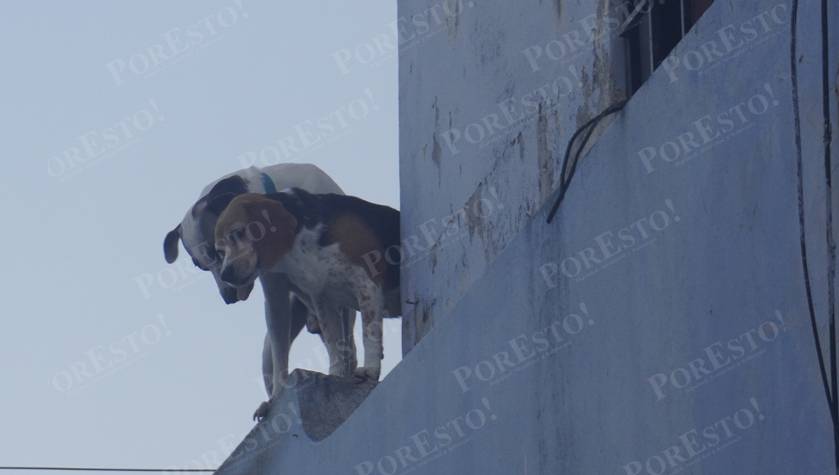 Maltrato animal: lo que debes saber para protegerlos Maltrato animal: lo que debes saber para protegerlos