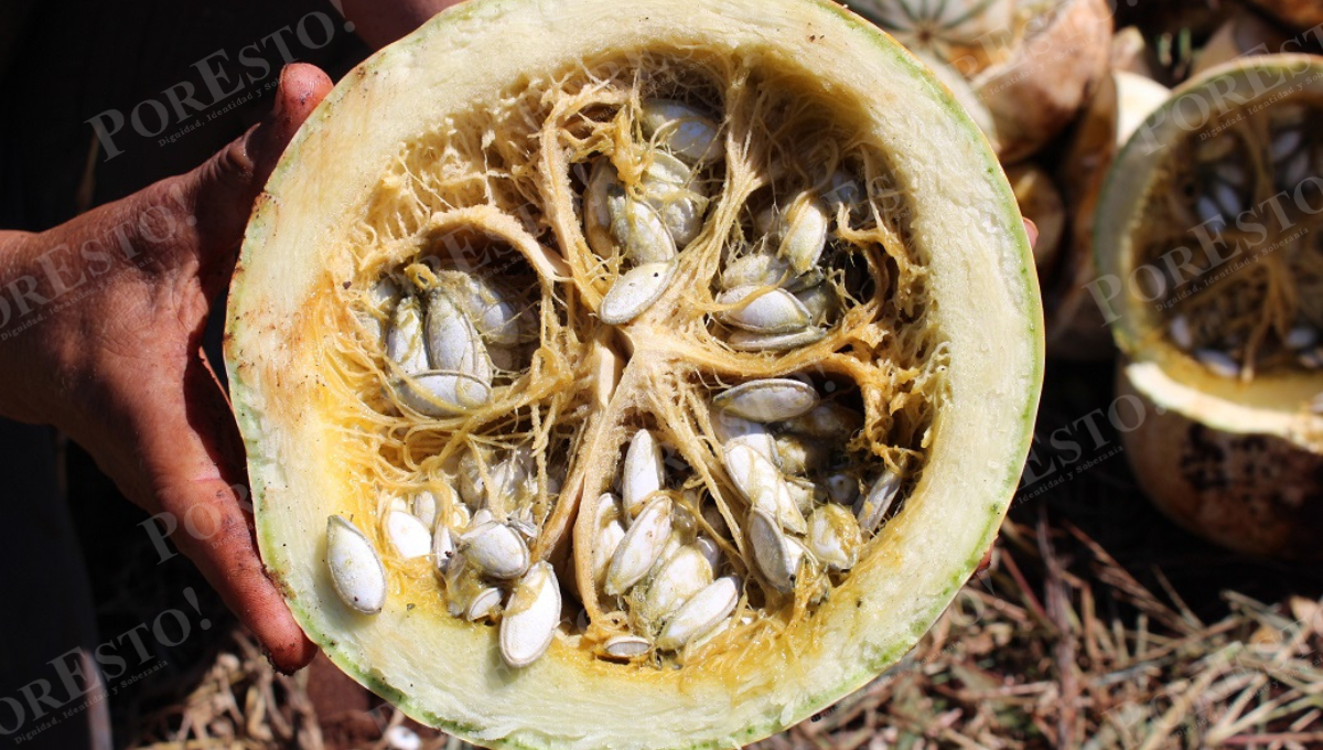 Productores locales reportan pérdidas tras la caída del precio de la pepita tipo chigua, que pasó de 33 a 25 pesos por kilo. Productores locales reportan pérdidas tras la caída del precio de la pepita tipo chigua, que pasó de 33 a 25 pesos por kilo.