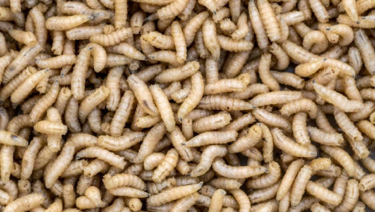 Casos de Miasis por gusano barrenador ascienden a casi 200 en Quintana Roo Casos de Miasis por gusano barrenador ascienden a casi 200 en Quintana Roo