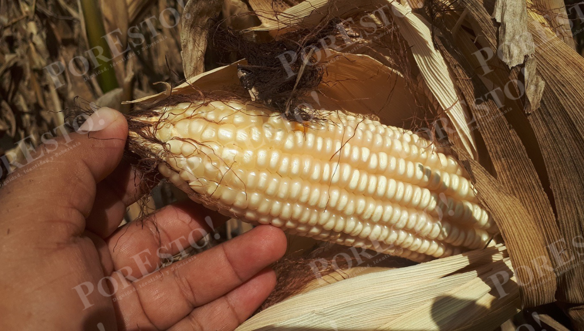 Hopelchén es considerado el “granero del Estado”, con 45 mil hectáreas sembradas y hasta 200 mil toneladas estimadas de producción. Hopelchén es considerado el “granero del Estado”, con 45 mil hectáreas sembradas y hasta 200 mil toneladas estimadas de producción.