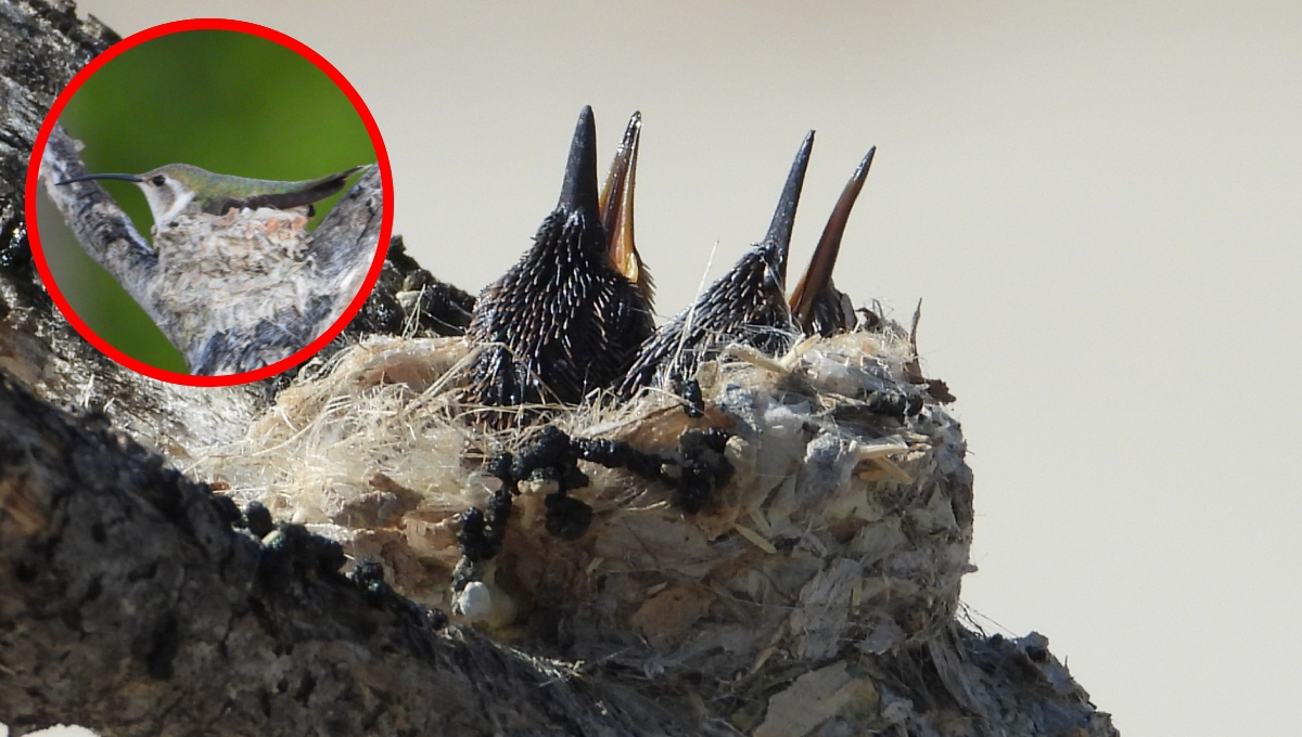 Registran crías de colibrí tijereta mexicano en Sisal, emblema de Yucatán en peligro de extinción