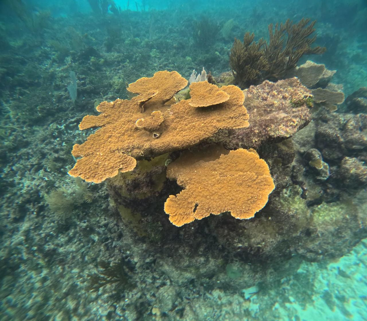 El desarrollo costero se proyecta como una amenaza para la fauna marina