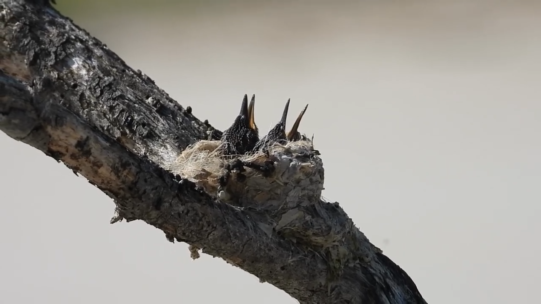 Sisal: captan a crías de colibrí tijereta mexicano, especie en peligro de extinción