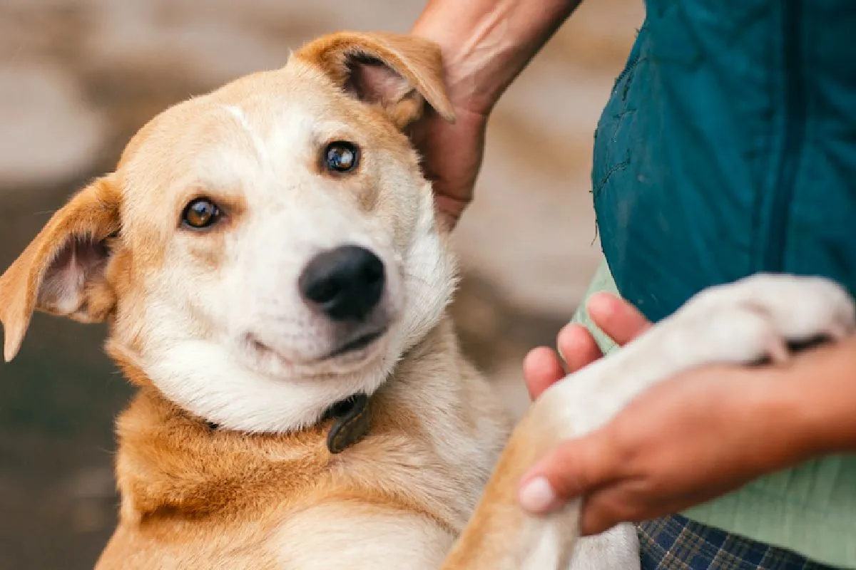 Todas las familias se encuentran invitadas para darles un nuevo hogar a perritos y gatitos Todas las familias se encuentran invitadas para darles un nuevo hogar a perritos y gatitos