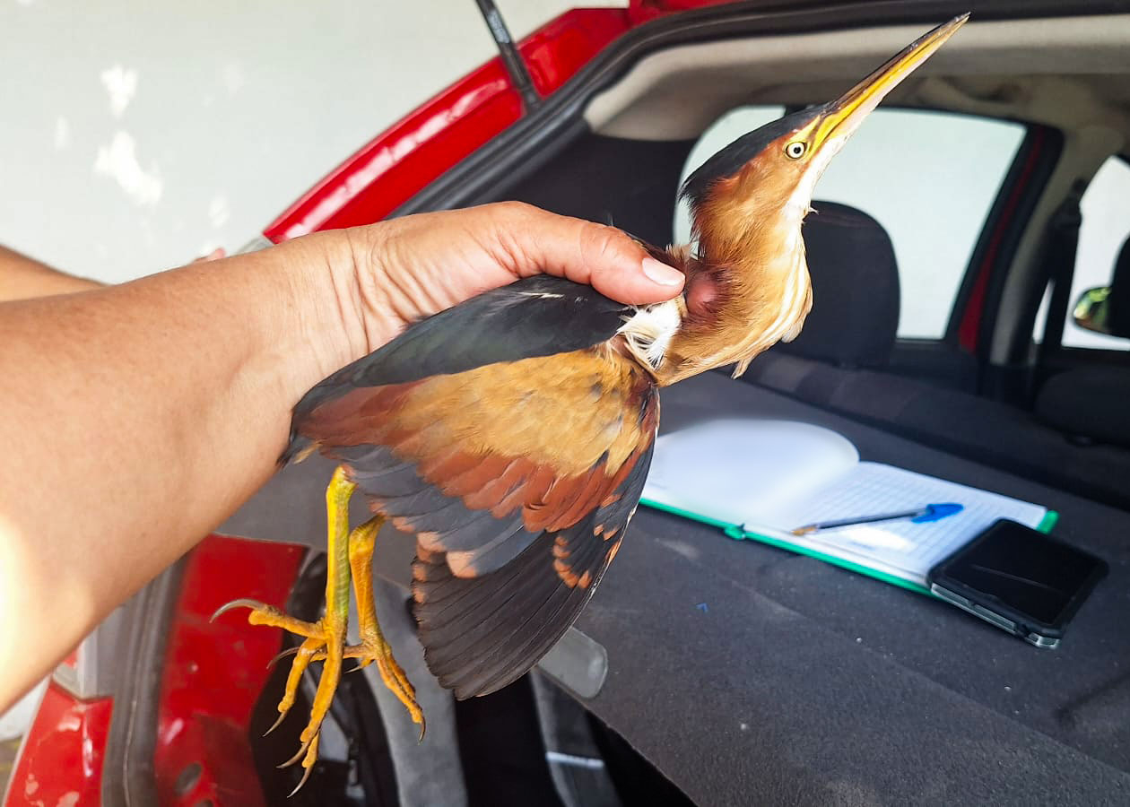 Avetoro menor rescatado en Campeche: una especie bajo protección