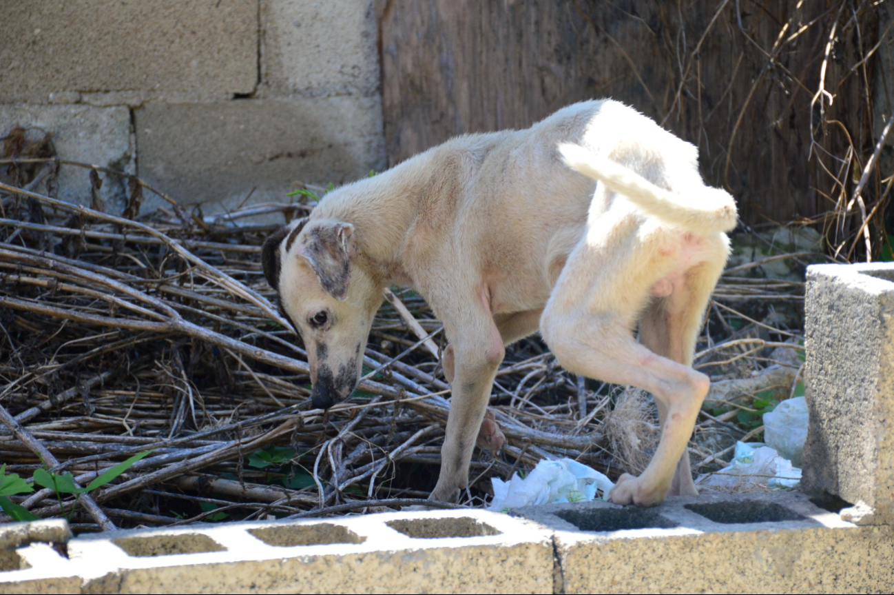 Campeche: protocolo innovador combate maltrato animal y violencia contra menores
