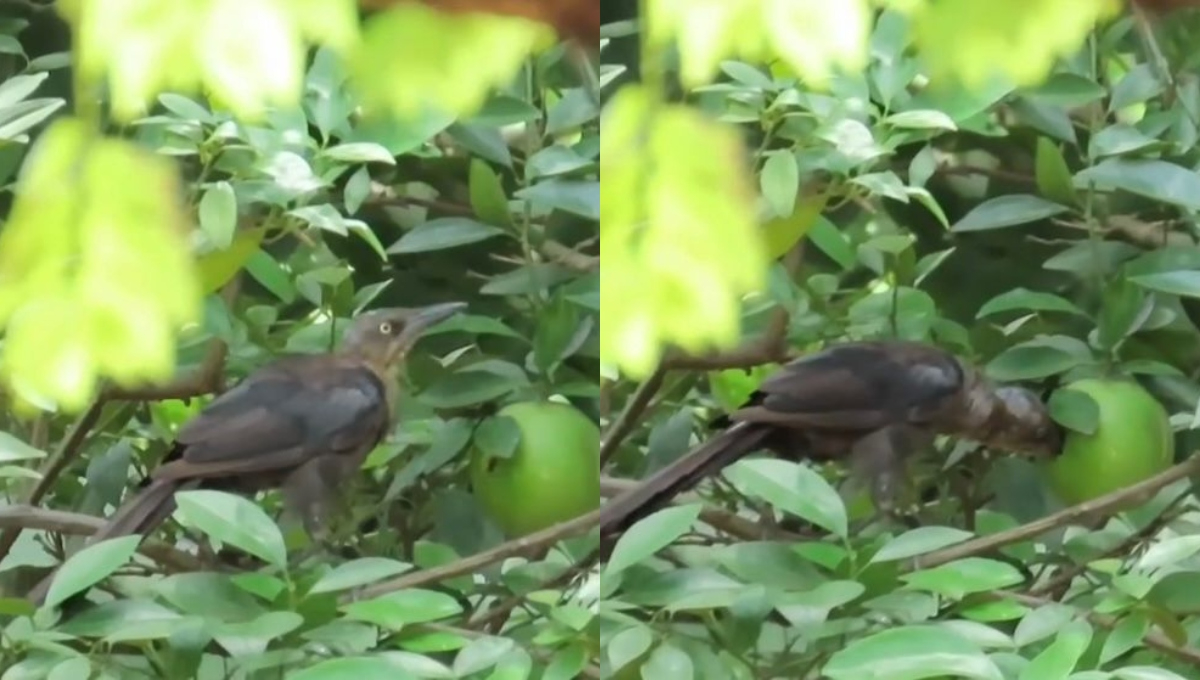 El kau o zanate no es especie nativa de la Península de Yucatán