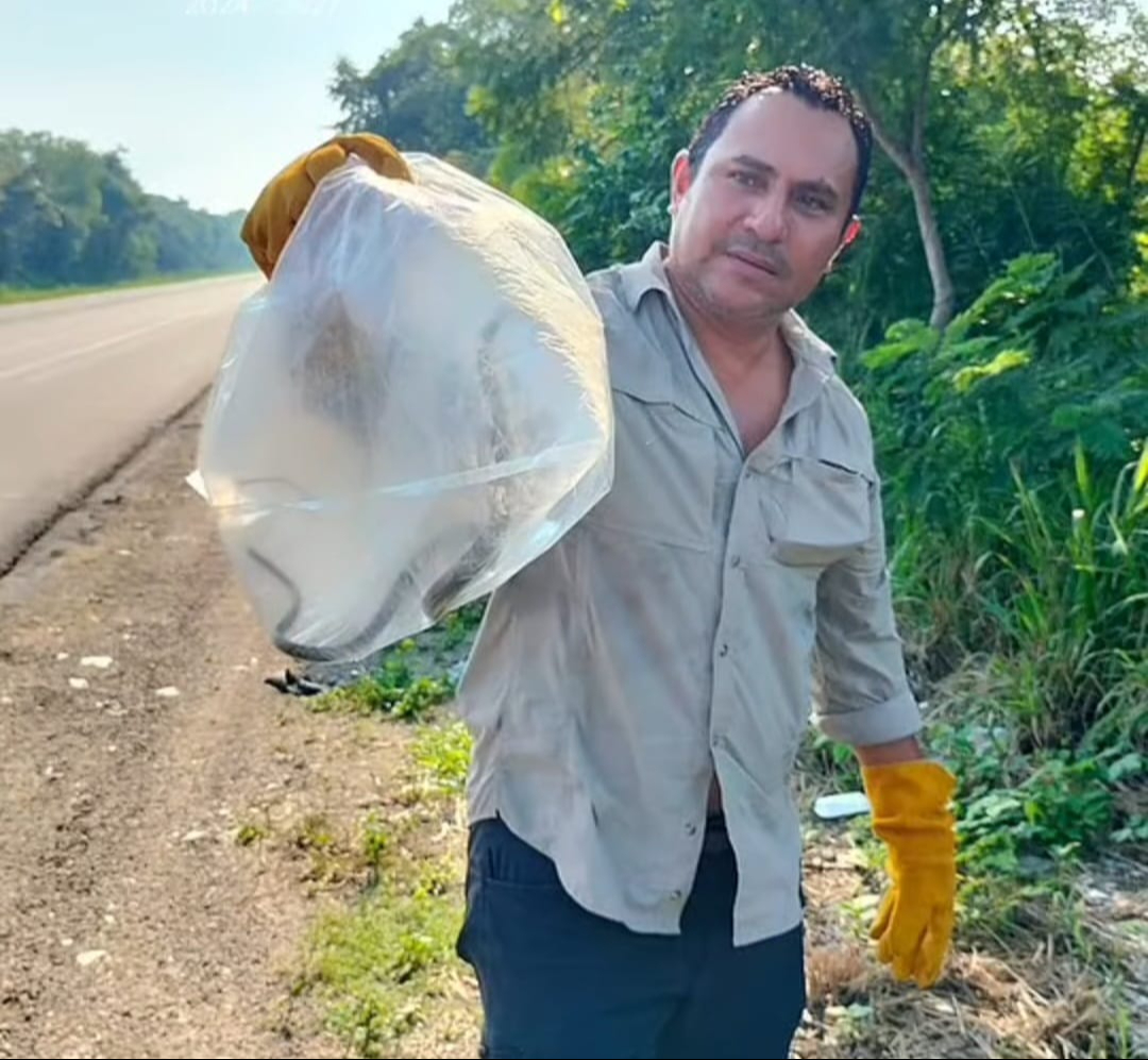 Encuentran serpiente en farmacia del centro de Escárcega