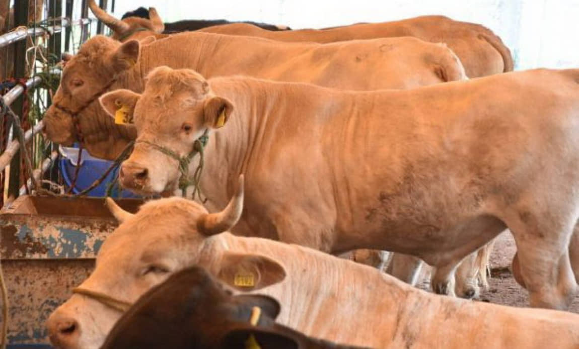 Incrementan a más de 148 casos de gusano barrenador en Quintana Roo