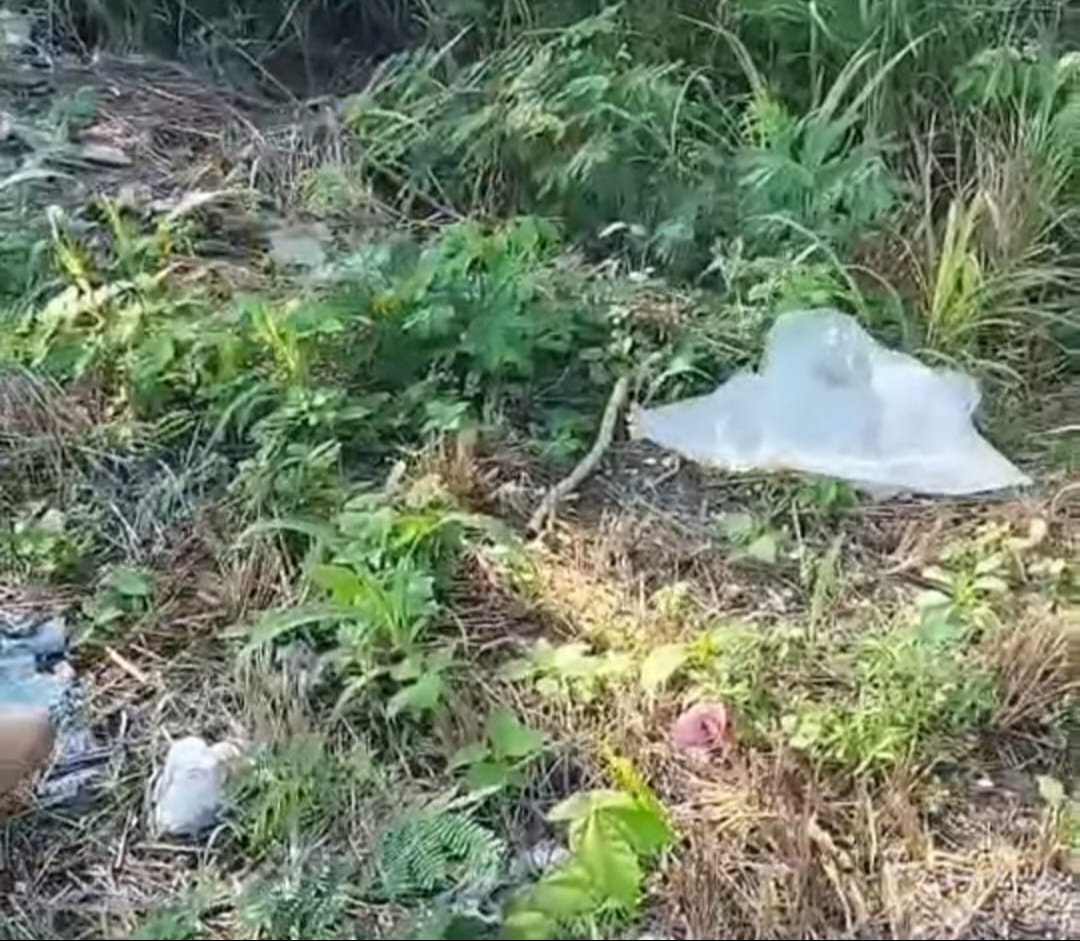 La serpiente fue trasladada a su hábitat natural y liberada.