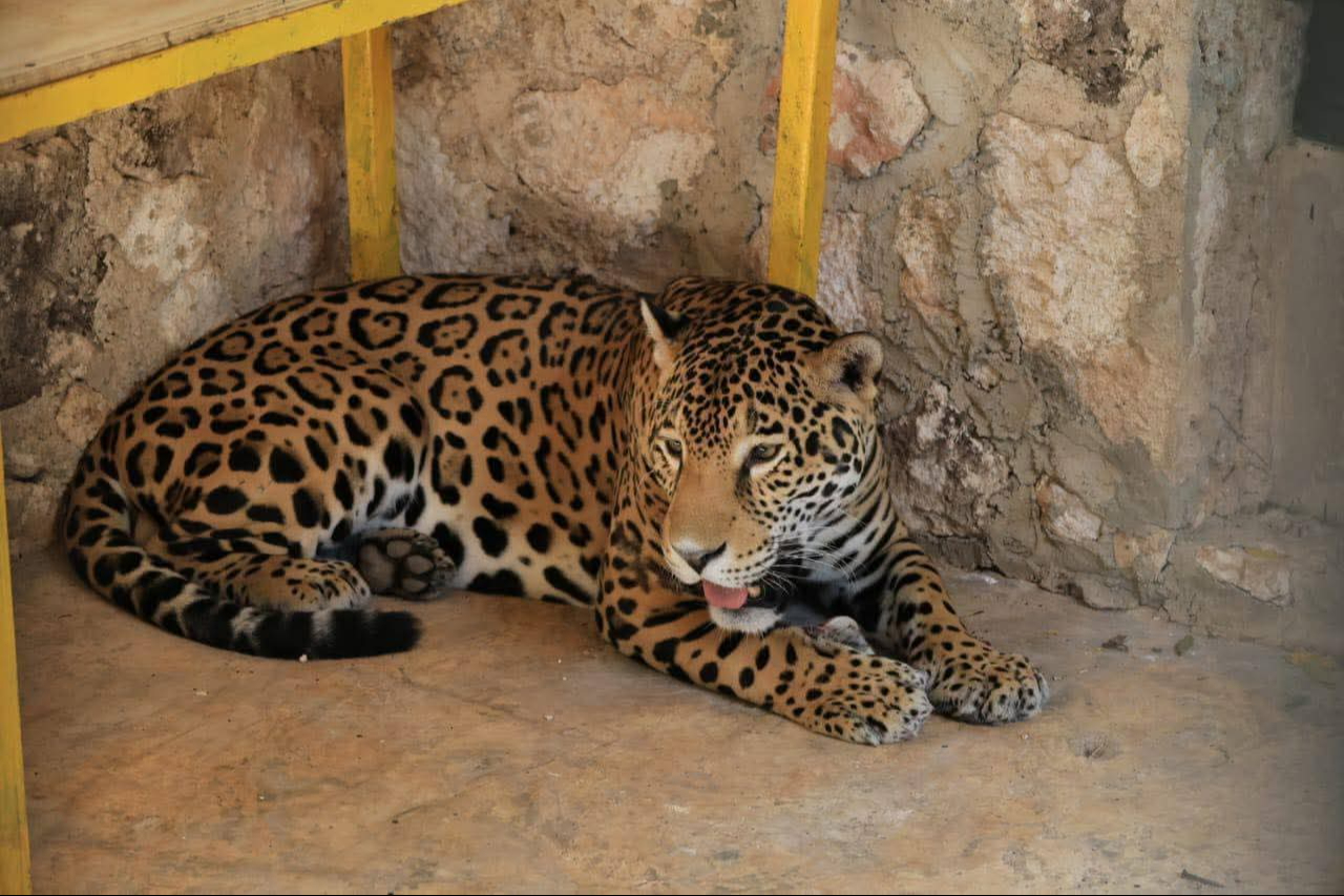 Piden a las autoridades explicar a detalle lo qué ocurrió con un felino en peligro de extinción