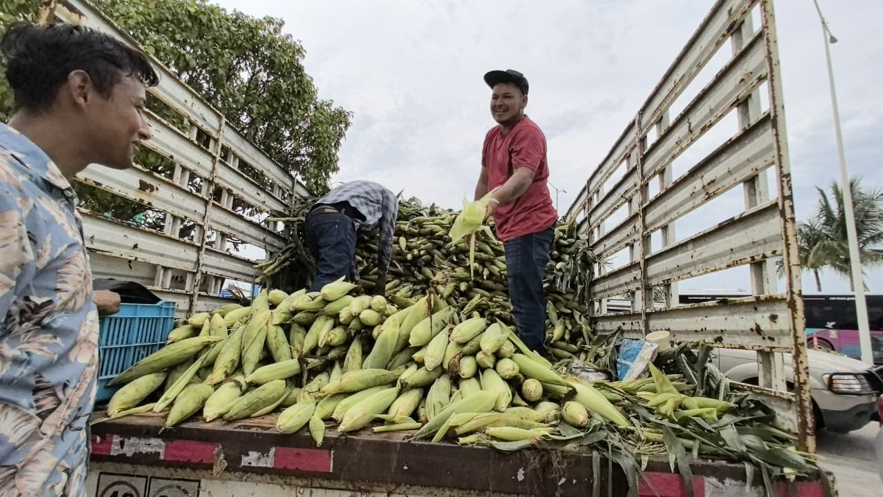 Productores locales de Carmen enfrentan a coyotes y agroindustrias sin respaldo oficial