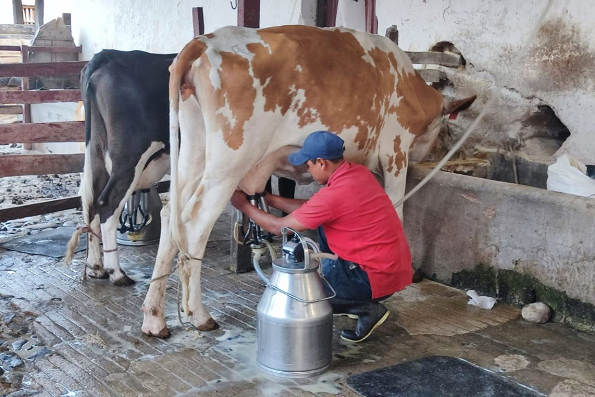 Sader anuncia apoyos para más de mil productores de leche y arroz en Campeche