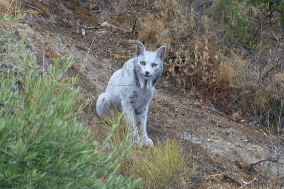La aparición de un lince ibérico blanco provocó gran controversia a nivel mundial La aparición de un lince ibérico blanco provocó gran controversia a nivel mundial
