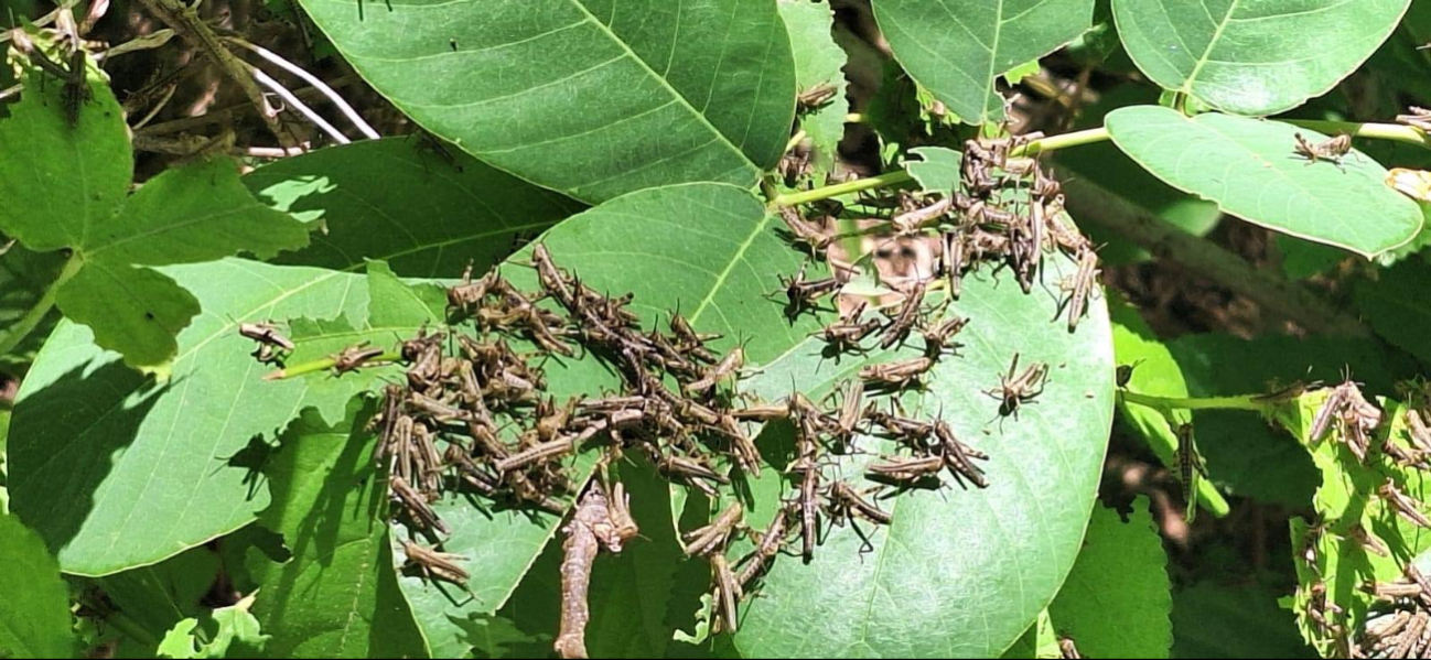 En la localidad de San Pablo Pixtún, municipio de Champotón, se activaron alertas por brotes de ninfas de Langosta Centroamericana. En la localidad de San Pablo Pixtún, municipio de Champotón, se activaron alertas por brotes de ninfas de Langosta Centroamericana.