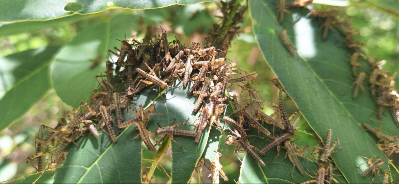 Alerta en Campeche: detectan brotes de langosta centroamericana en San Pablo Pixtún, Champotón