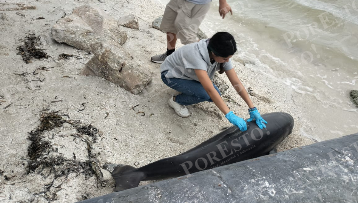 Visitantes y pobladores atribuyen posibles causas al exceso de embarcaciones o contaminación marina. Visitantes y pobladores atribuyen posibles causas al exceso de embarcaciones o contaminación marina.