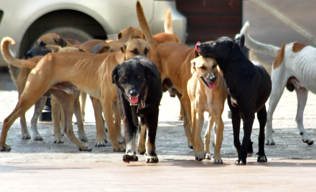 Campeche acumula 780 carpetas de investigación por maltrato animal en 2025.