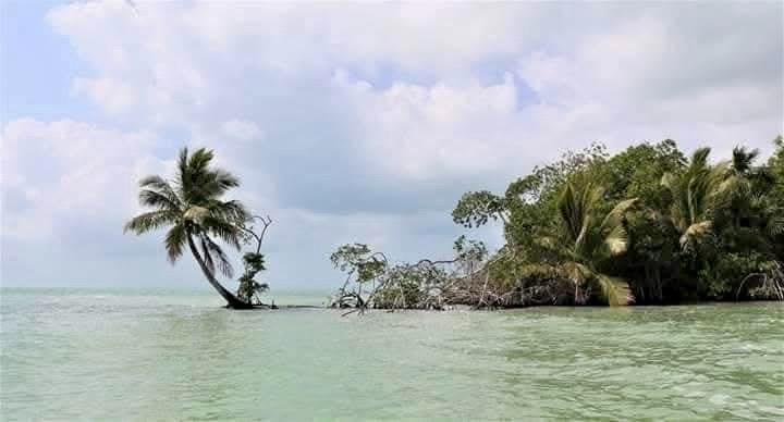 Captan presencia de delfines en la bahía de Chetumal