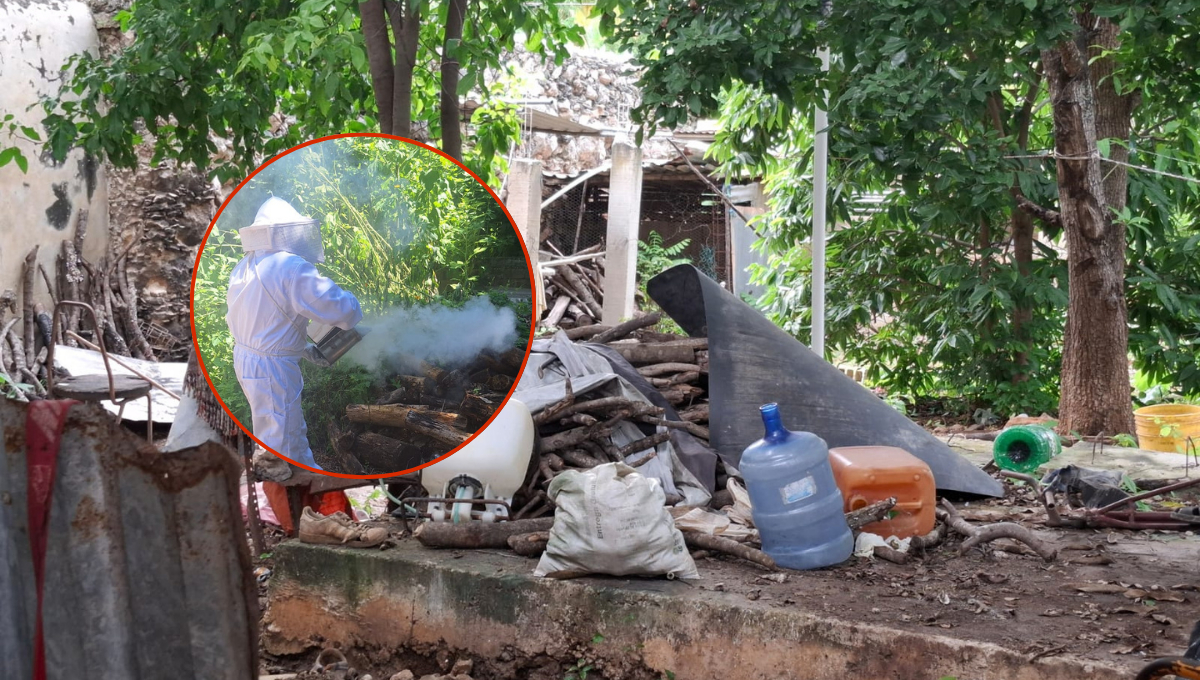 En Tenabo, Campeche, una mujer identificada como Guadalupe Pech Chi fue atacada por abejas africanas en el patio de su casa, cerca del Cementerio General.