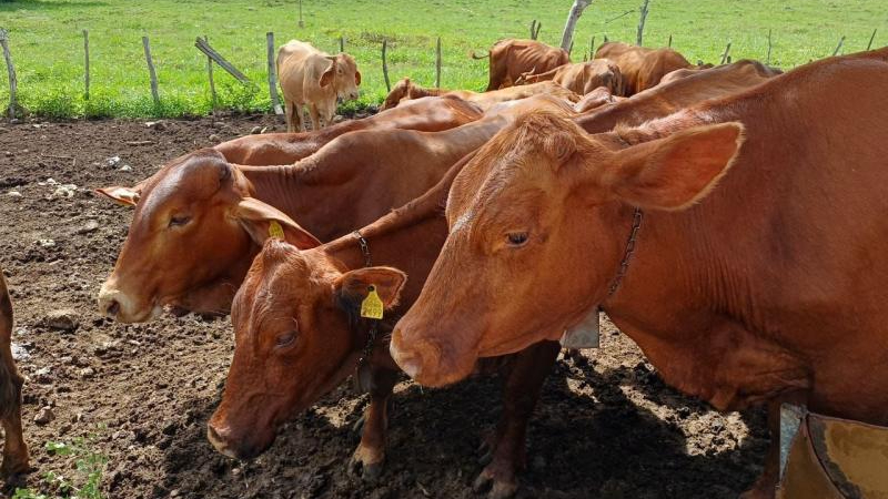 Los animales afectados incluyen bovinos, ovinos, caninos y porcino