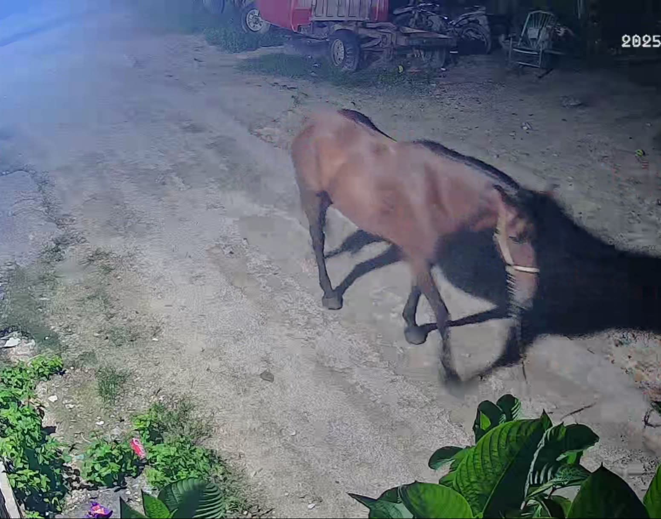 Misterioso robo de caballo en Escárcega: dueña pide ayuda para localizarlo