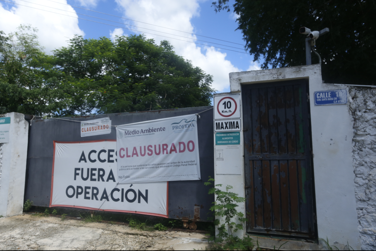 En Santa María Chi afirman que los cerdos de la granja recién clausurada no han sido reubicados