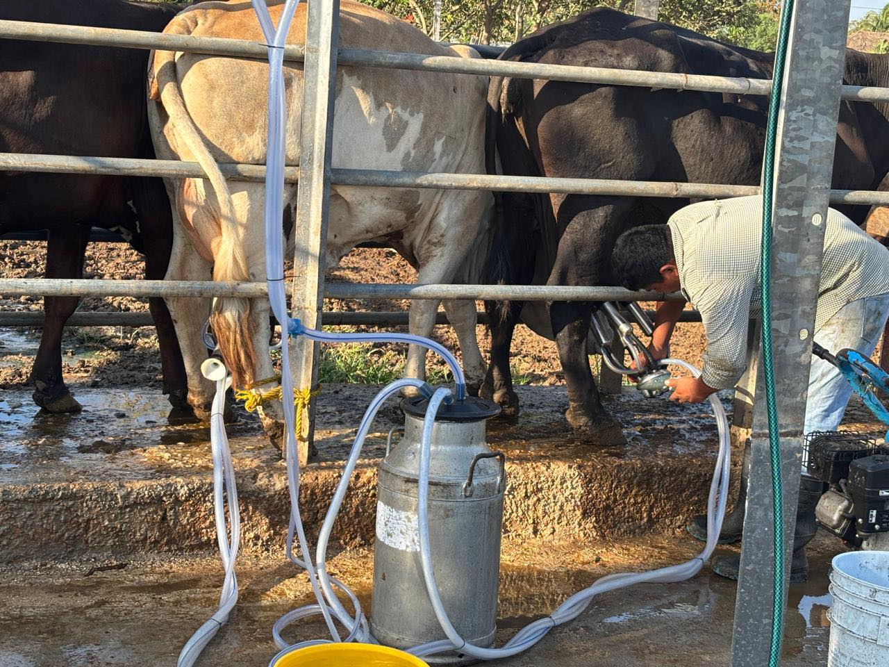 Campeche fortalecerá su autosuficiencia lechera con nueva planta pasteurizadora