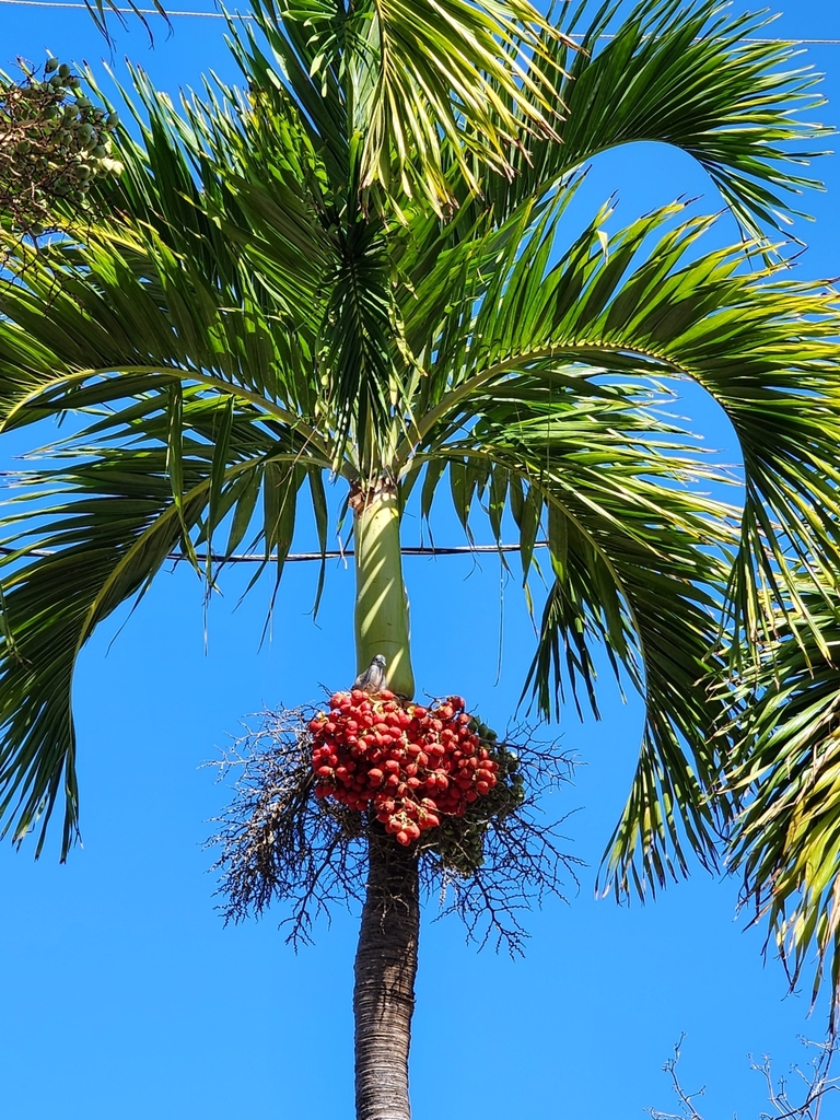 La palmera observada es una Adonidia merrillii, conocida como palma de Navidad, que no da cocos pero sí frutos rojos atractivos para aves