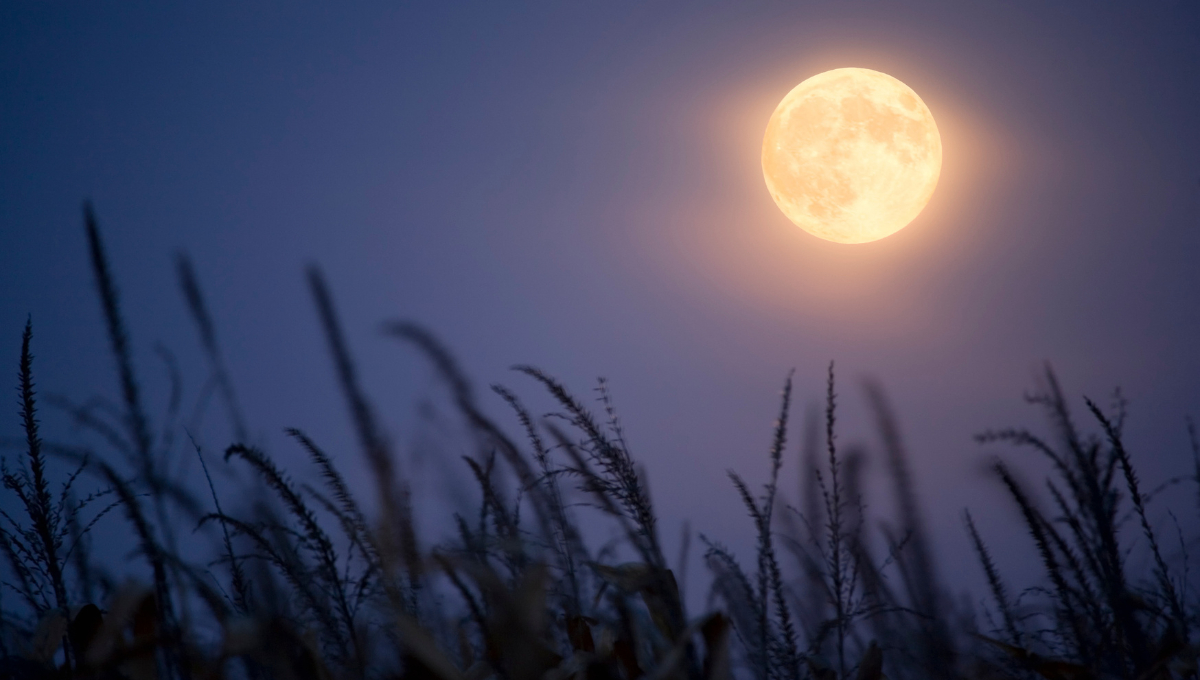 Se llama “Luna de Cosecha” porque antiguamente su luz ayudaba a los agricultores a trabajar durante las noches de otoño.