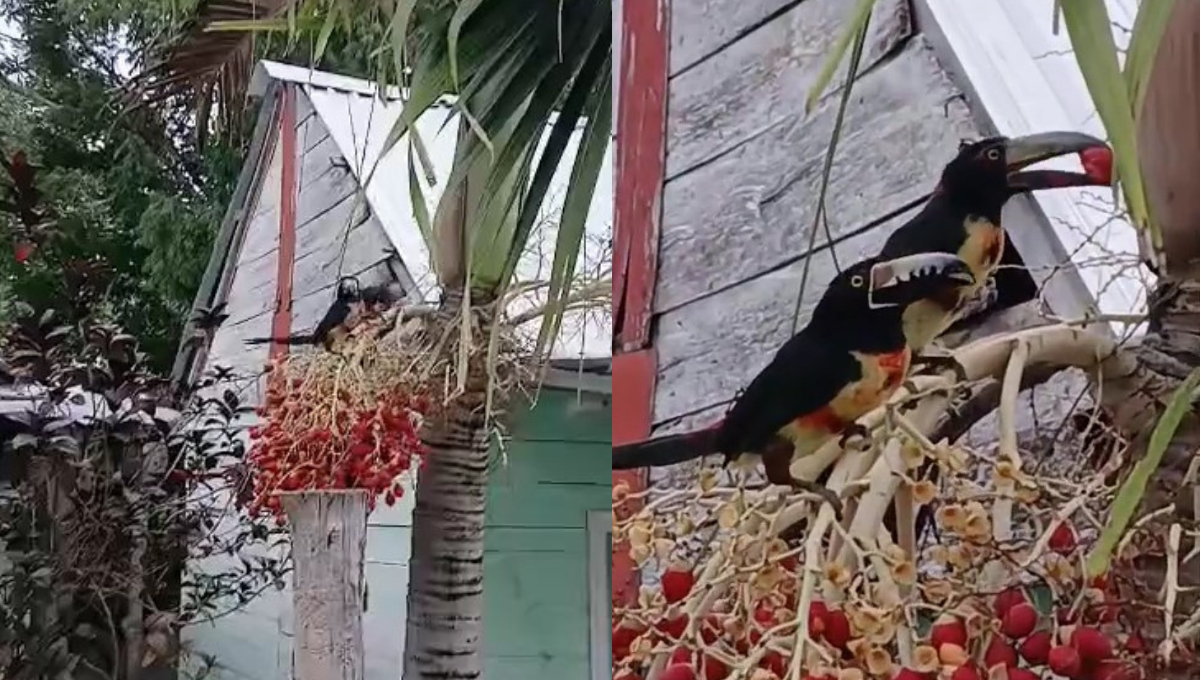 Una usuaria de Xpujil captó a dos tucanes collarejos comiendo frutos rojos en su patio.