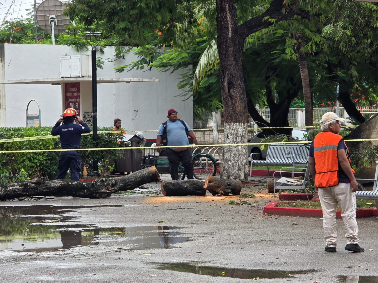 Cuerpo de Bomberos y Protección Civil acudieron al sitio para retirar el árbol