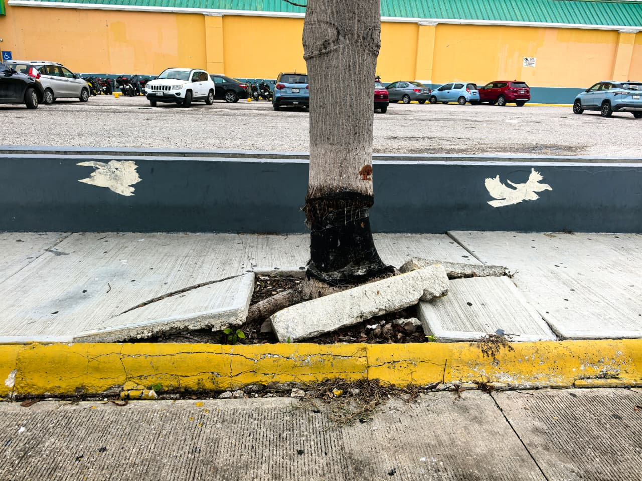 Personal de la plaza habría retirado la corteza del tronco y aplicado un líquido para provocar su muerte.