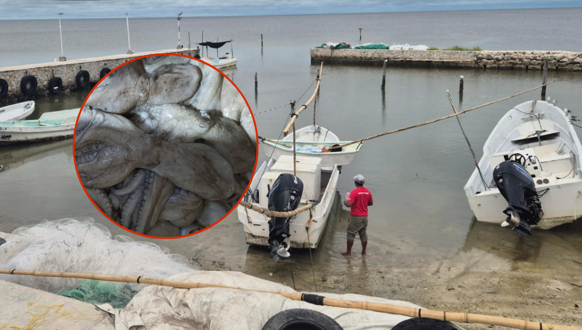 Revendedores de molusco en Champotón enfrentan una crisis económica ante la baja compra de foráneos de Monterrey y Sinaloa.