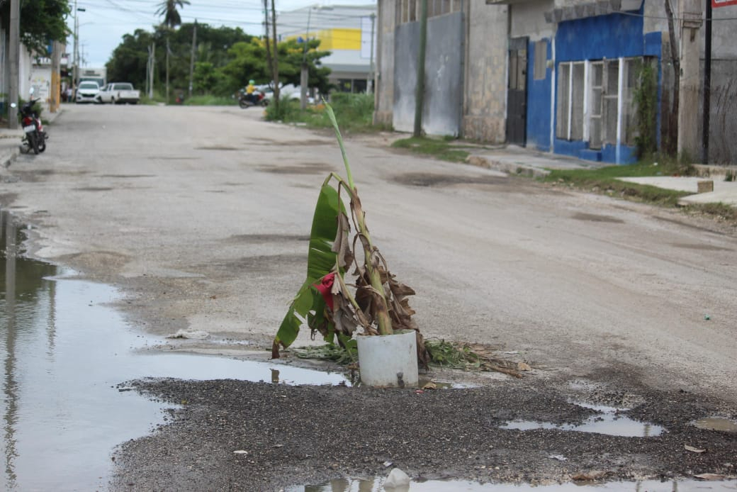 Un habitante colocó una planta de plátano como señal preventiva, que sigue ahí desde septiembre.