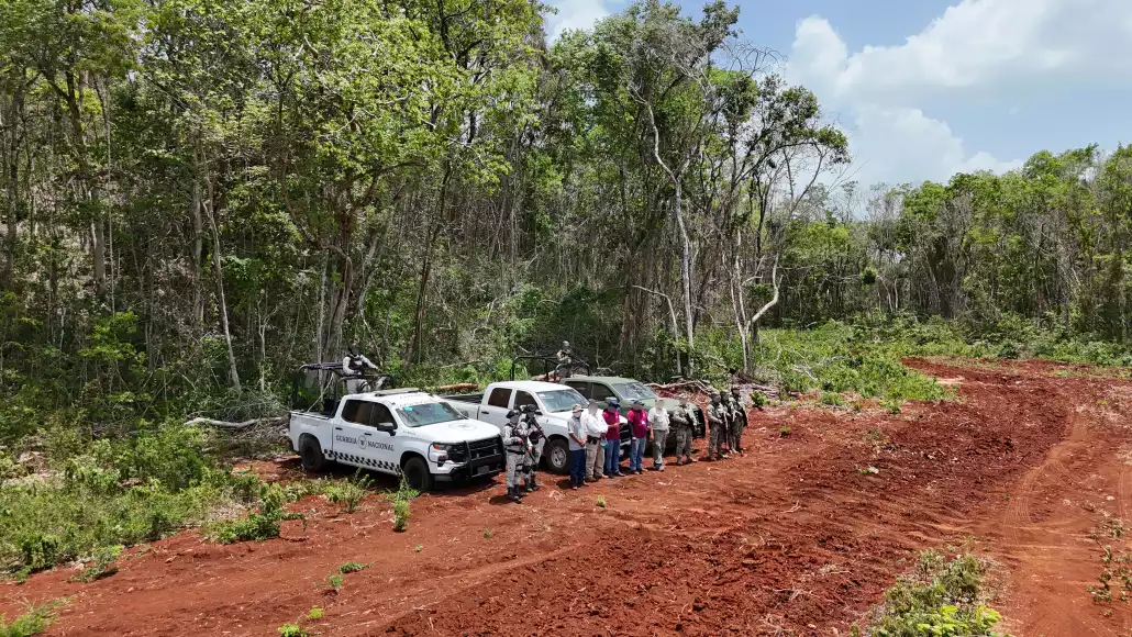 El décimo municipio de Quintana Roo ha perdido el 30% de su cobertura vegetal El décimo municipio de Quintana Roo ha perdido el 30% de su cobertura vegetal