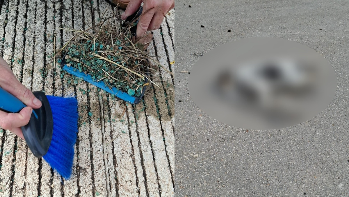 Es la segunda ocasión que se registra un envenenamiento masivo de animales en la zona durante las últimas semanas