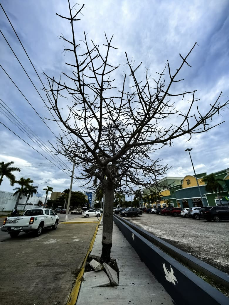 “La ceiba está viva y es valiosa: piden salvarla antes que sea tarde”