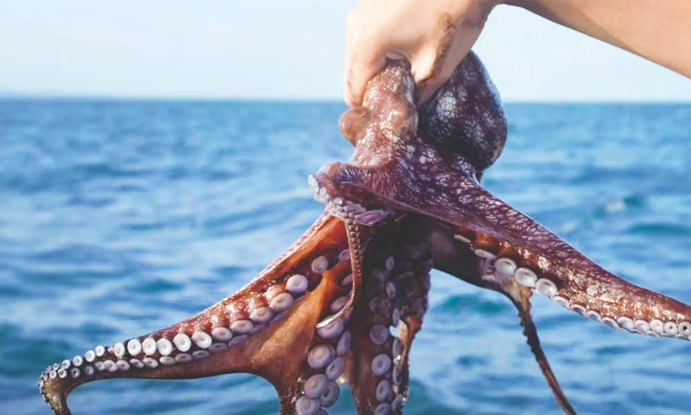 Las especies pulpo maya y pulpo rojo están viendo afectados sus ciclos reproductivos por el aumento de la temperatura del mar.