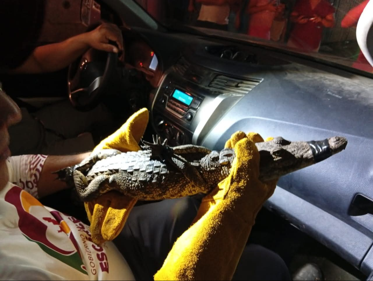 Capturan cocodrilo en el interior de una casa en Escárcega; fuertes lluvias las causantes